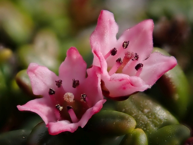 Alpine-Azalea-(Kalmia-Procumbens)-Michael-Burzynski-800w