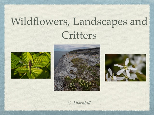 Clyde Thornhill Wildflowers Landscapes and Critters
