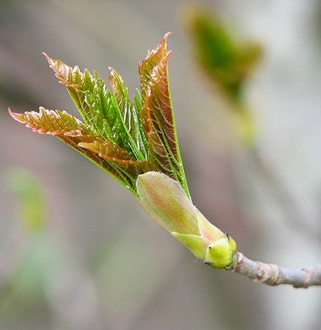Sycamore bud tree walk june 16
