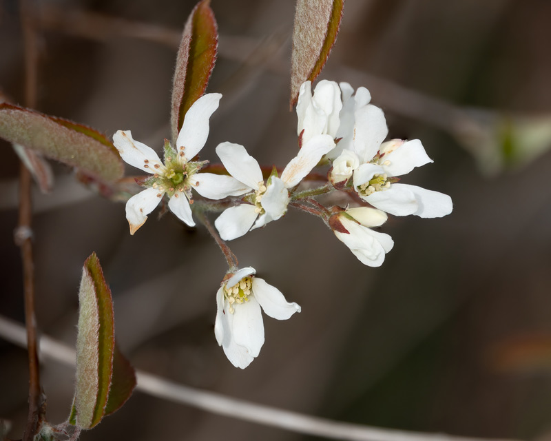 amelanchier-canadensis-800w