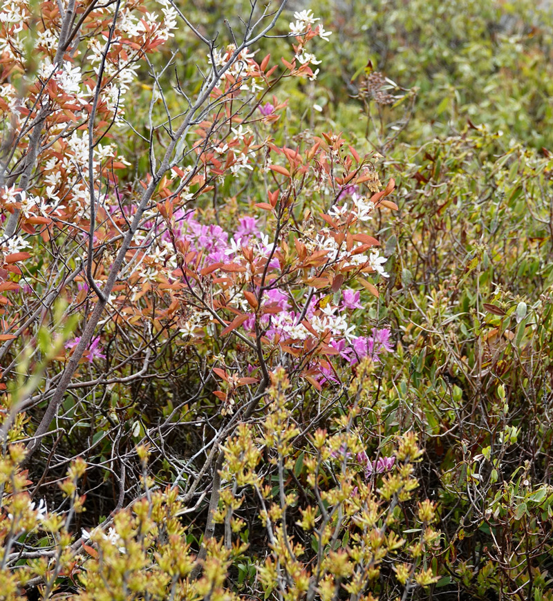 Amelanchier-laevis-with-Rhodora-behind-800w