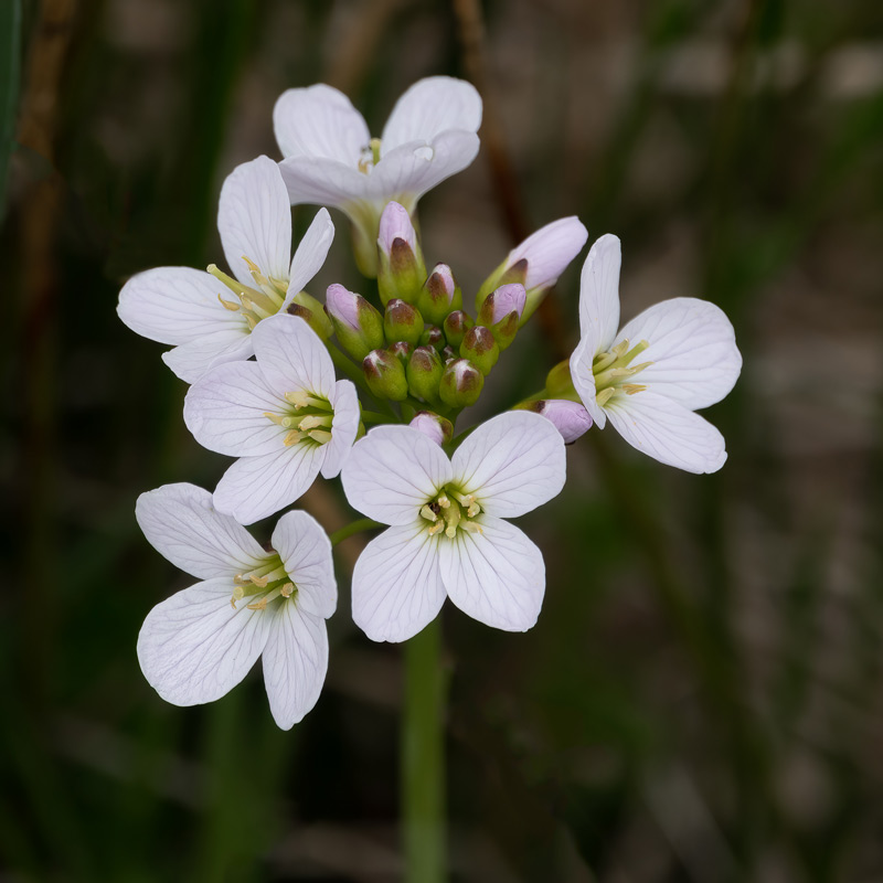 Cardamine-pratensis,-cuckoo-flower-800w,