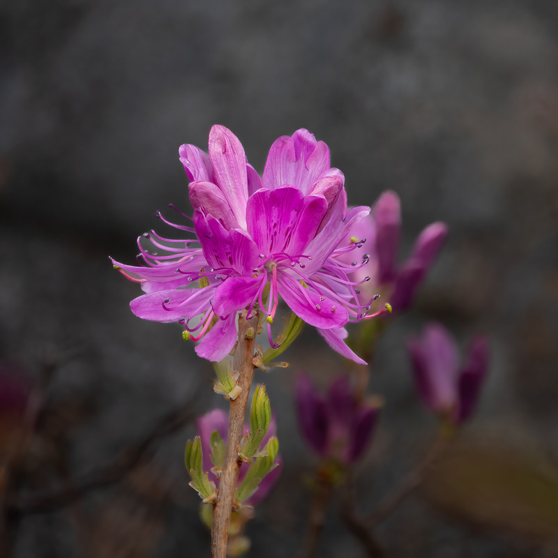 rhodora-Rhodendron-canadense-800w