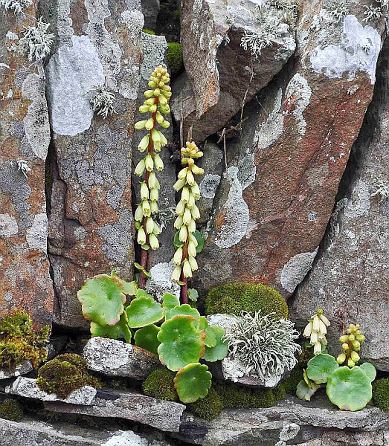 Umbilicaria-rupestris-(Navelwort),-growing-on-a-rock-wall